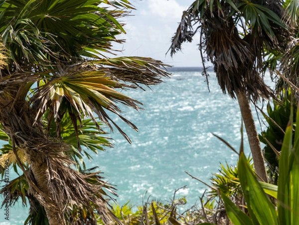 Obraz palm tree on the beach