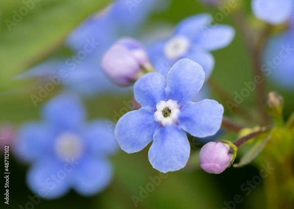 Obraz Close-up of blue flowers Forget me not on blurred background.