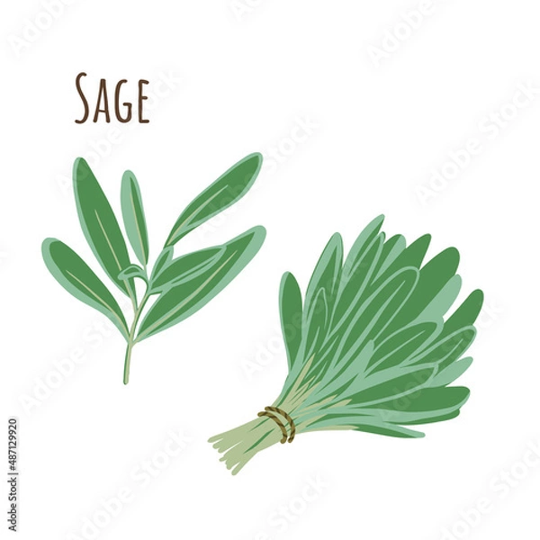 Fototapeta Sage bunch and separate twigs collection of spicy herbs. Flat style