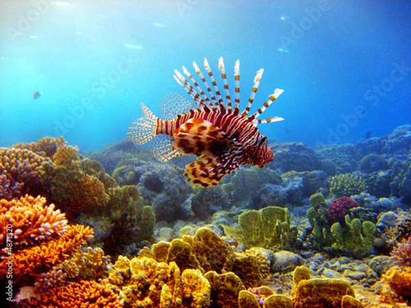 Obraz Czerwony -ogień ryb