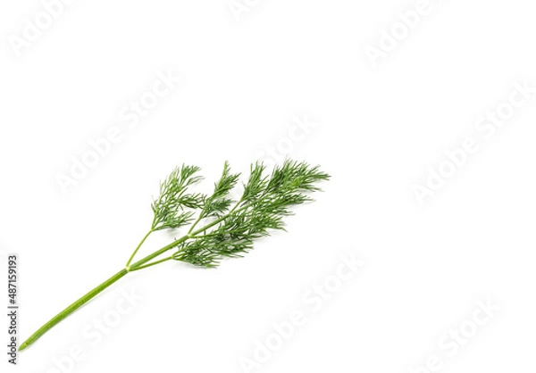 Obraz Sprig of green dill on a white background, seasoning for delicious fragrant dishes