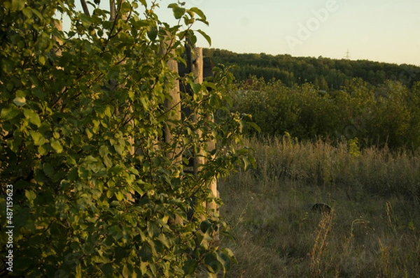 Fototapeta A wild apple tree with a wooden fence behind against the background of a deciduous summer forest and bushes at sunset