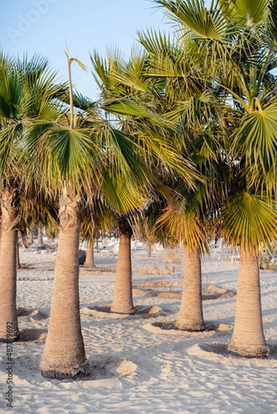 Obraz palm trees on the beach