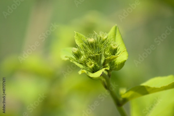 Obraz Lesser burdock buds ready to bloom closeup view with green blurred background