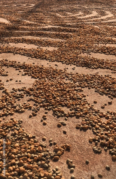 Obraz Coffe Bean drying