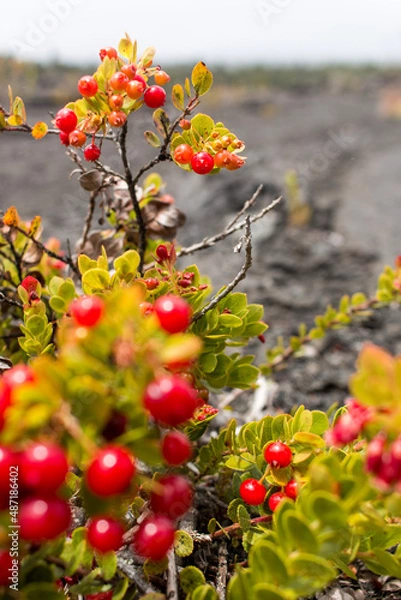 Obraz red berries on lava 