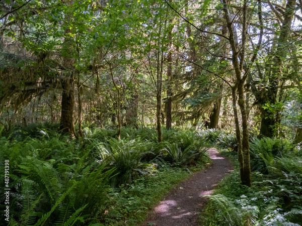 Obraz A footpath through a lush forest in Olympic National Park in Washington.
