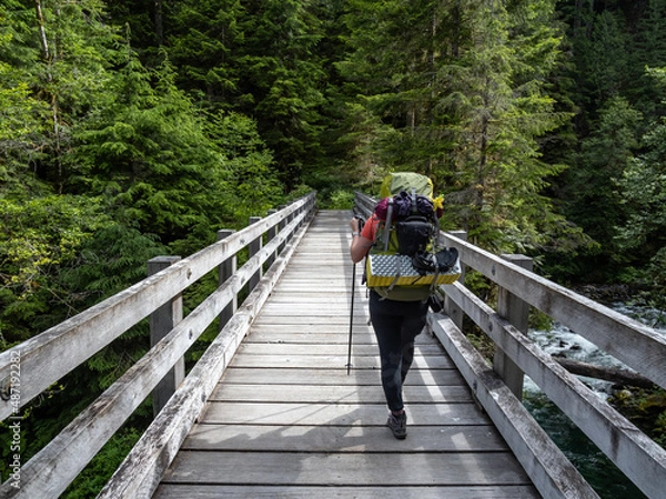 Obraz A backpacker hikes across a wooden bridge along a trail in the Quinault Rainforest in Olympic National Park.
