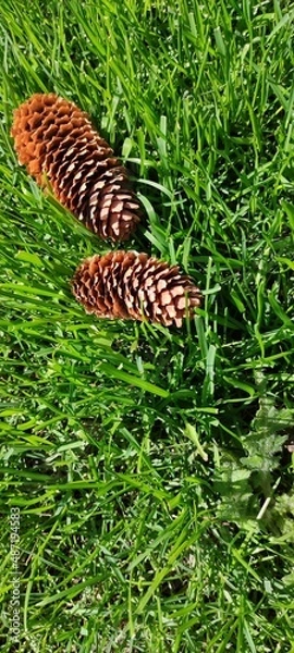 Obraz Cones on the green lawn.