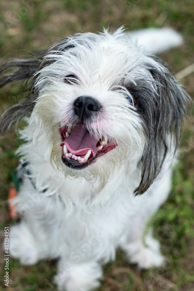 Obraz Black & white Shihtzu Bichon dog smiling with open mouth looking up with tongue and teeth
