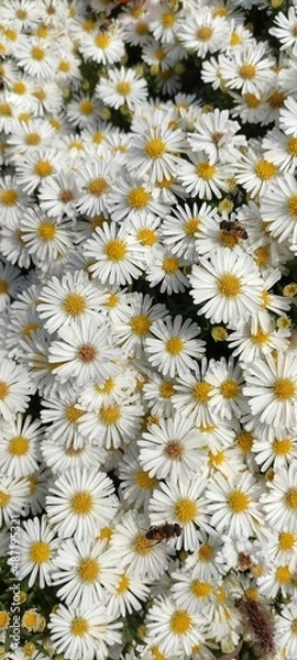 Obraz Chamomile flowers are suitable for romantic people.