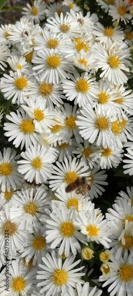 Obraz Chamomile flowers are suitable for romantic people.