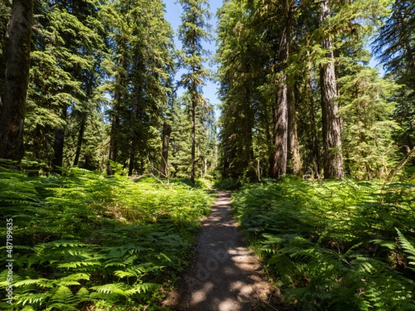 Obraz A footpath through a lush forest in Olympic National Park in Washington.