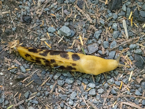 Obraz A large yellow banana slug on a gravel trail, close up.