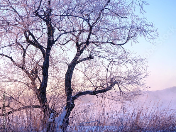 Fototapeta ピンク色の霧氷