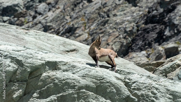 Fototapeta a stag, female of the ibex, observes us on our hiking trail in direction of the glacier of Arnes in the French Alps