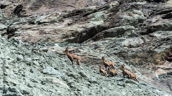 Fototapeta a herd of female ibexes crossed on our hiking path at the foot of the Arnes glacier in the Alps in France