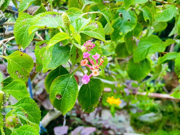 Obraz Image of flowers in a colorful landscape formal garden.