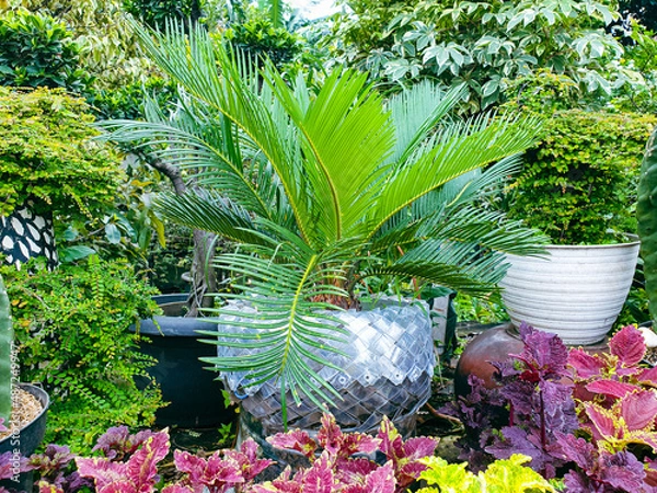 Obraz Palm trees in a garden