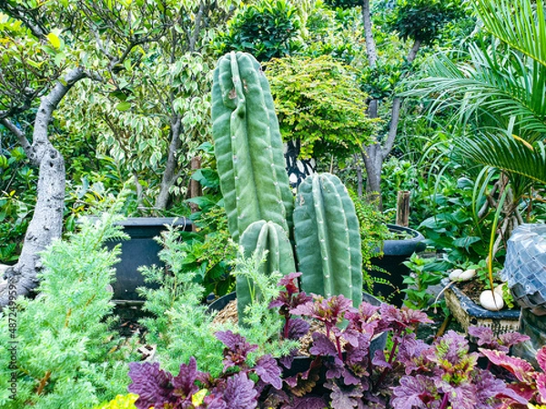 Obraz cactus in garden