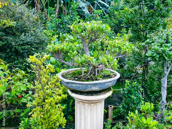 Obraz Bonsai tree in the garden background