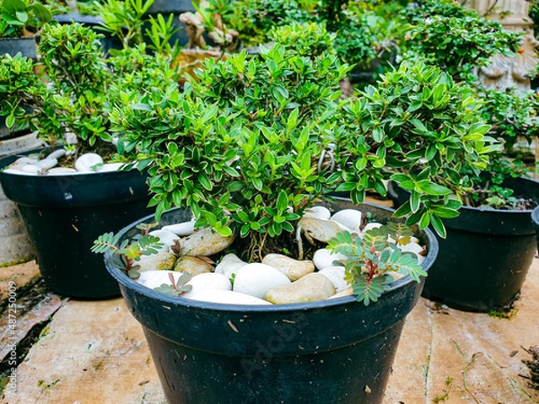 Obraz Bonsai tree  in pots