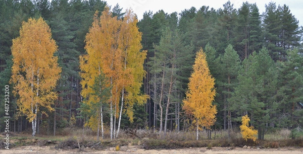 Obraz Shallow forest river, reflection, autumn landscape.