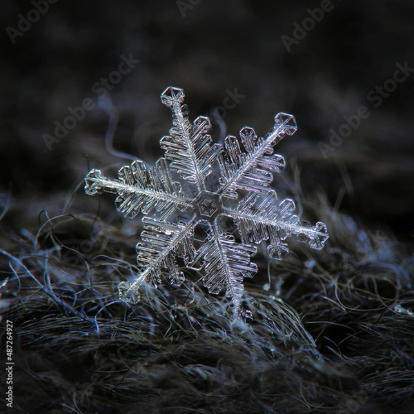 Fototapeta Snowflake glowing on dark textured background. Macro photo of real snow crystal: big stellar dendrite with glossy, flat surface, thin, complex arms and tiny bubbles of frozen rime across the crystal.