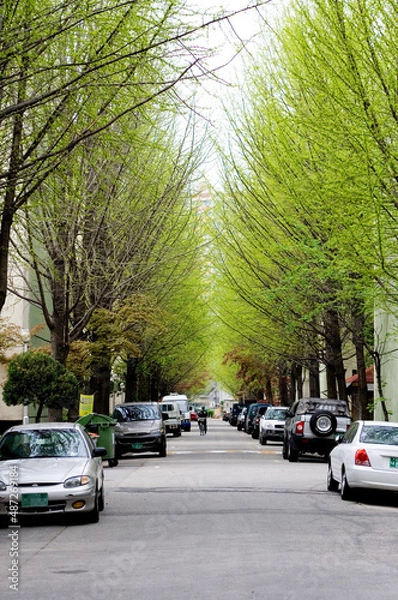 Fototapeta 오래된 아파트단지내 길가 은행나무