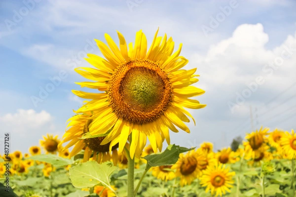 Obraz sun flower