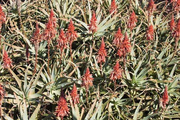 Fototapeta アロエの花