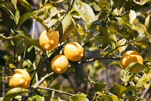 Obraz 瀬戸内レモン