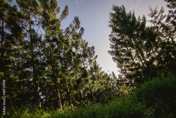 Fototapeta trees in the forest and sky