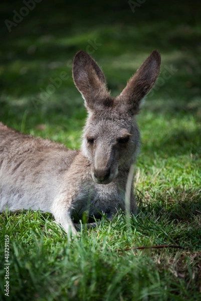 Fototapeta kangaroo in the grass