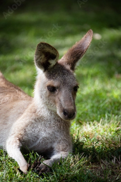 Obraz kangaroo in the grass