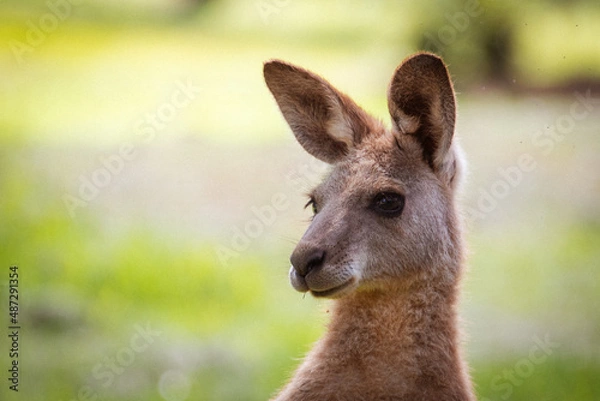 Fototapeta kangaroo in the grass