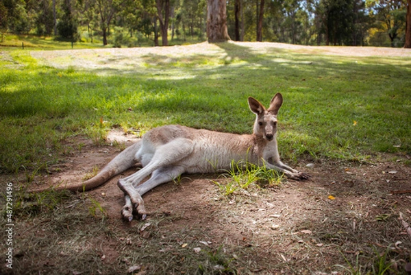 Fototapeta kangaroo in the grass