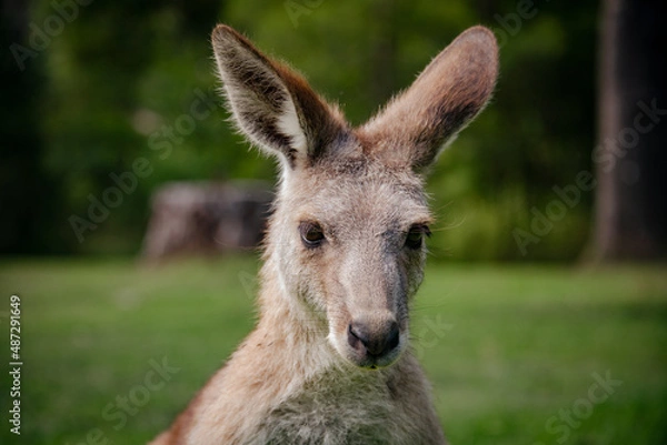 Fototapeta Kangaroo stairing onwards