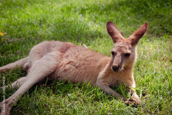 Fototapeta kangaroo in the grass