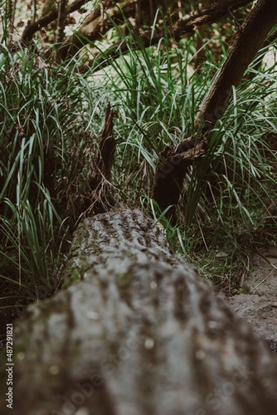 Fototapeta green moss on the a tree trunk