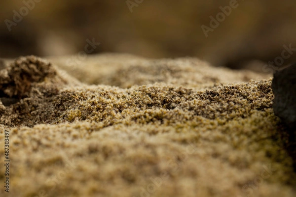 Obraz Islande, mousse