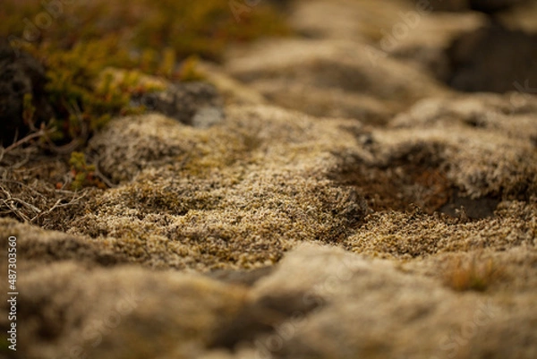 Obraz Islande, mousse