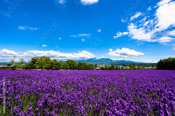 Obraz 北海道、ファームとみたのラベンダー畑