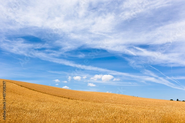 Obraz 北海道上富良野の麦畑・7月、日本