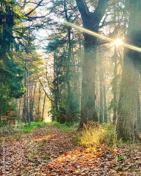 Obraz Waldspaziergang