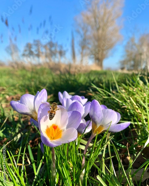 Obraz Biene auf dem Krokuss