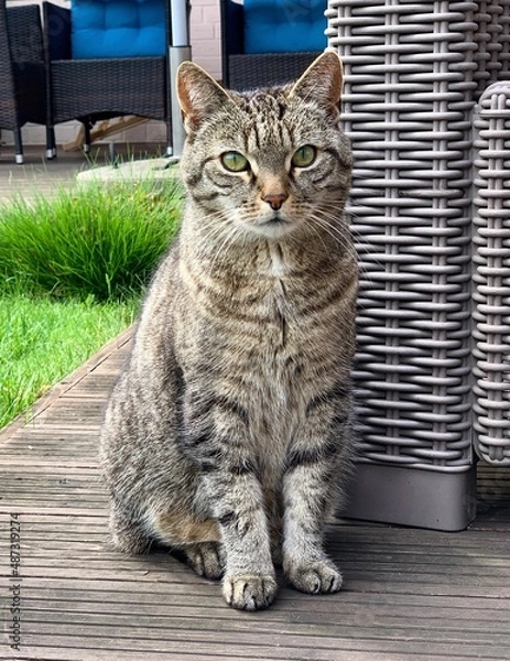 Obraz Relaxed like a cat