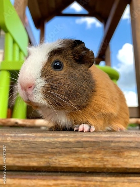 Obraz Cute guineapig