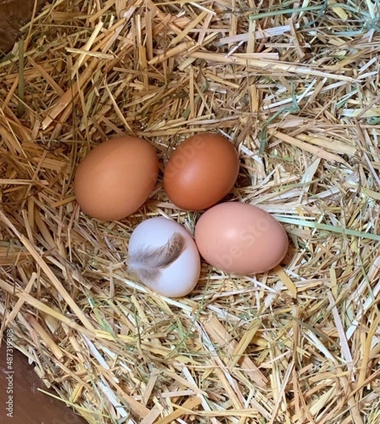 Obraz Frisch gelegte Eier