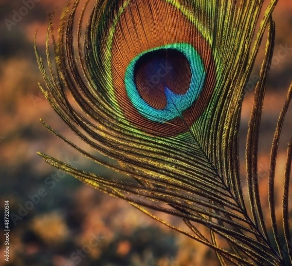 Obraz peacock feather close up. Peafowl feather background. Mor pankh. 